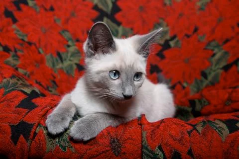 Christmas siamese Stock Photos
