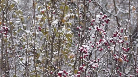 Christmas snowfall on red berries of tree branches Stock Footage 150351388