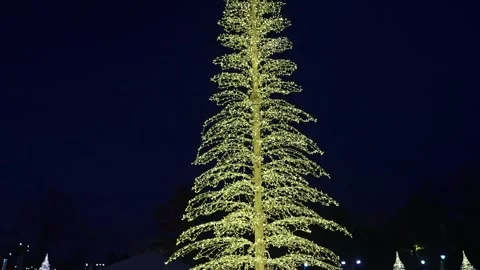 Christmas Sparkling Light Tree at Night Festival 動画素材 323550304