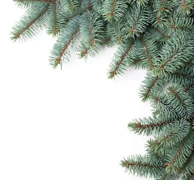 Christmas spruce Stock Photos