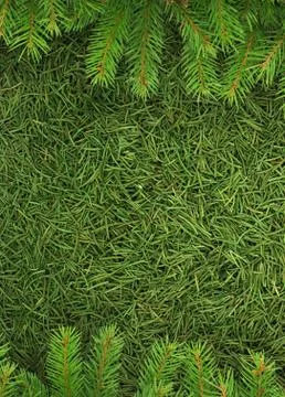 Christmas spruce  texture Stock Photos