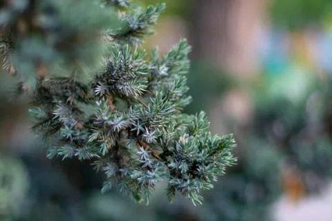 Christmas spruce tree background. Winter holiday Stock Photos