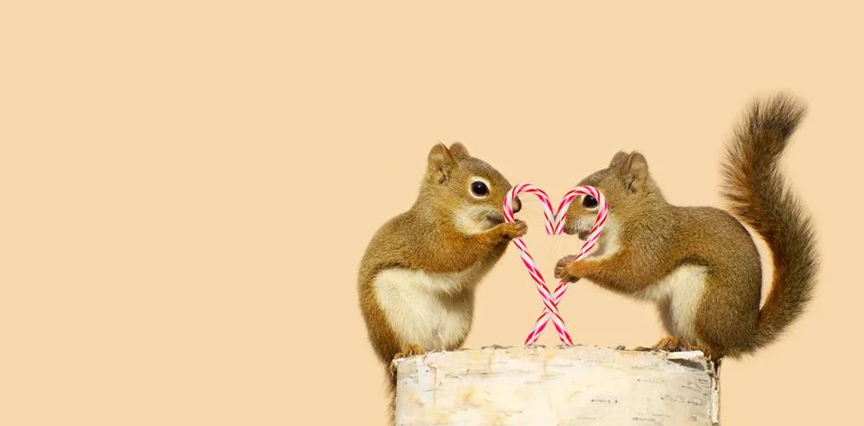 Christmas squirrels (creative). Stock Photos