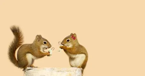 Christmas Squirrels. Stock Photos