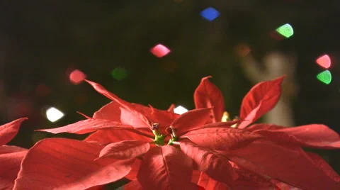 Christmas star Video stock 3677754
