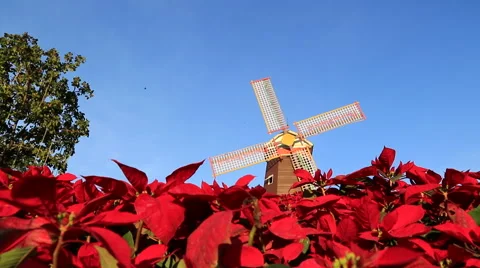 Christmas star Stock Footage 46803794