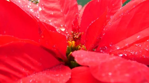 Christmas star Stock-Footage 123552073