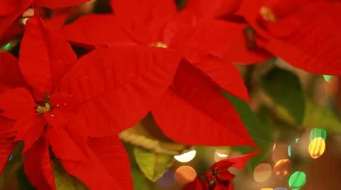 Christmas star (Mexican flame leaf) Video stock 11684010