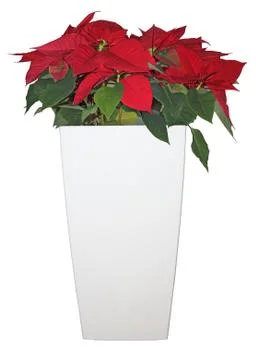 Christmas star Foto stock