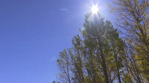Christmas star on a tree Video stock 42784668