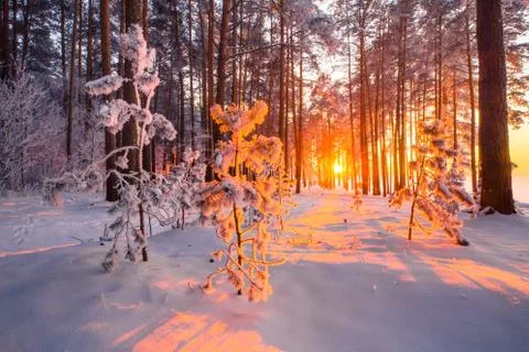 Christmas sunlight in forest Stock Photos