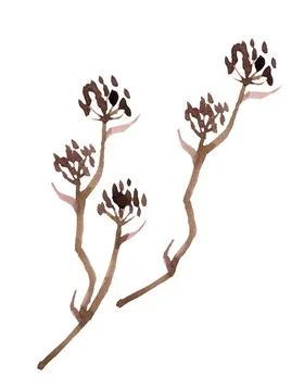 Christmas-themed element. dried trunk decoration. a hand drawn illustration o Stock Illustration