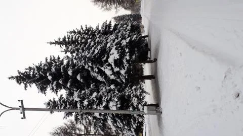 Christmas threes Stock Photos