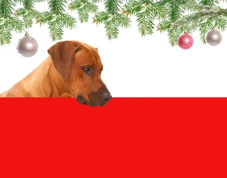 Christmas time Stock Photos