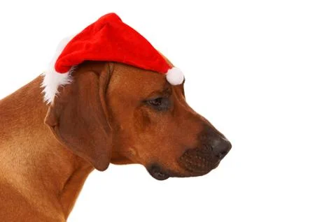 Christmas time Stock Photos