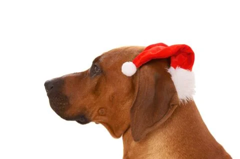 Christmas time Stock Photos