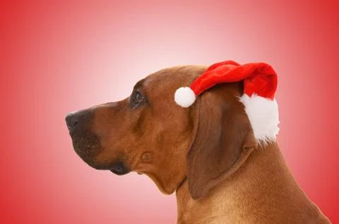 Christmas time Stock Photos