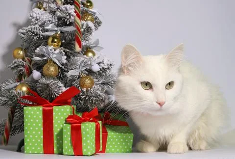 Christmas time Stock Photos