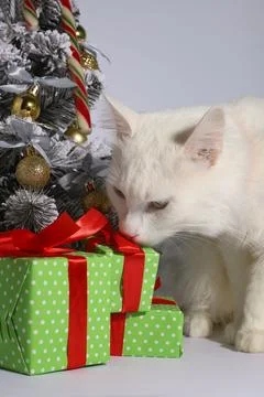 Christmas time Foto stock