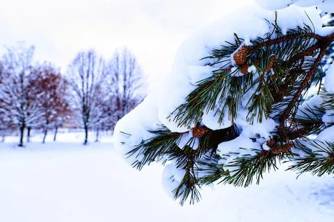 Christmas time. Pine in the forest. Stock Photos