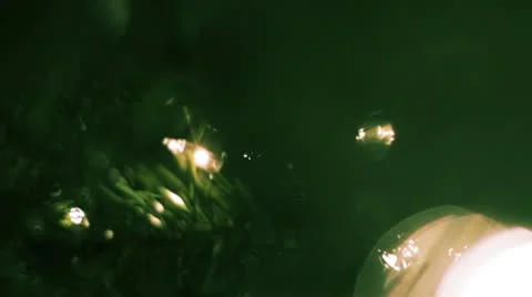 Christmas Tree 10 Stock Footage