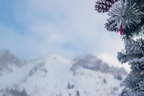 Christmas tree and mountain background, blurred. Happy New Year and Xmas them Stock Photos