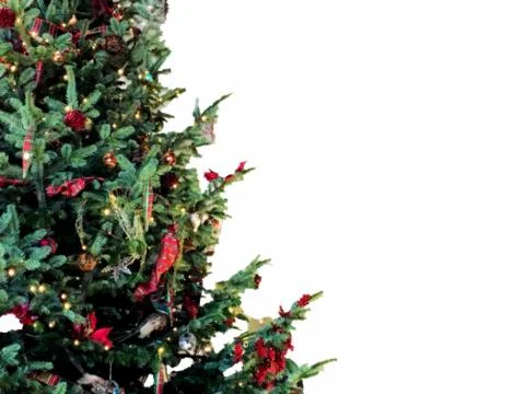 Christmas tree background with empty white space Stock Photos