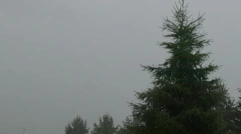 Christmas tree background Video stock 51663087