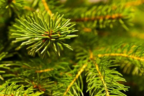 Christmas tree background Stock Photos