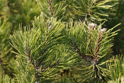 Christmas tree background Stock Photos