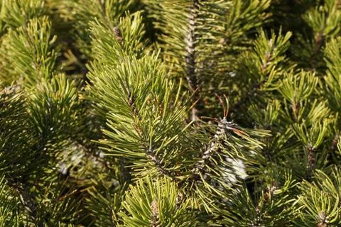 Christmas tree background Foto stock