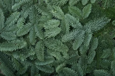 Christmas tree background Stock-Fotos