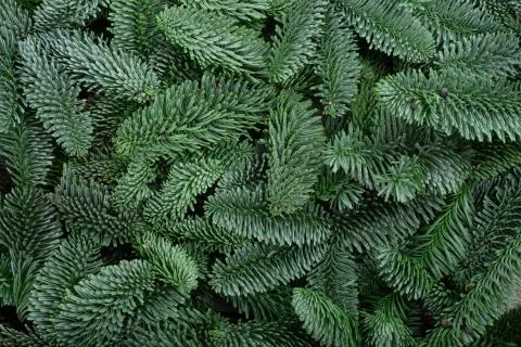 Christmas tree background Stock Photos