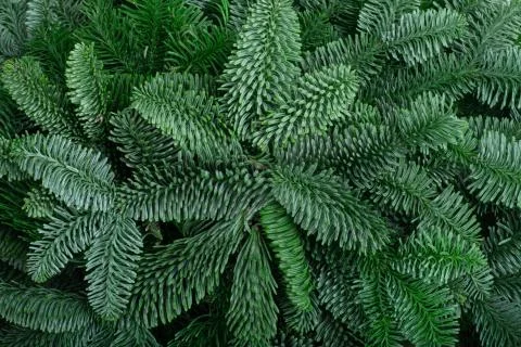 Christmas tree background Stock Photos
