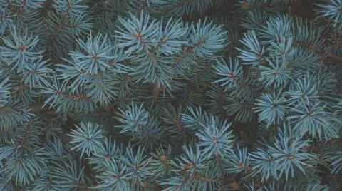 Christmas Tree background Stock Photos