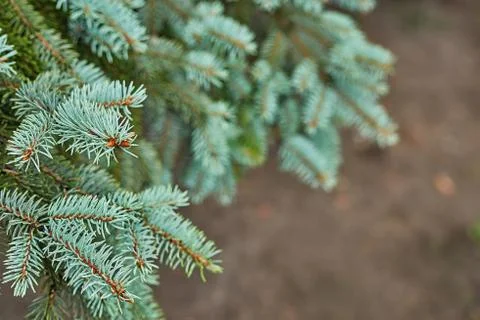 Christmas tree background. Pine branches on white wooden background. Flat lay Stock Photos