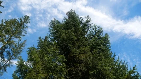 Christmas tree on the background of the sky Stock Footage 95110749