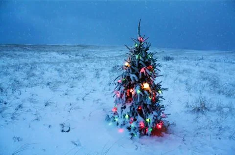 Christmas Tree on the Beach 스톡 사진