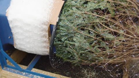 Christmas Tree Being Wrapped Stock-Footage 347565006