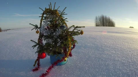 Christmas tree in blue pot in the field, 4K Stock Footage 59285639