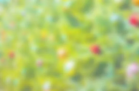 Christmas tree blurred background Stock Photos