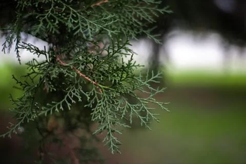 Christmas tree on a blurry background Stock Photos