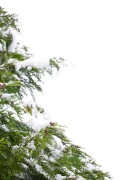 Christmas tree border Foto stock