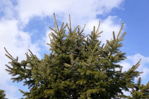 Christmas tree bottom view Stock Photos