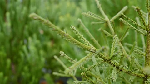 Christmas tree branch against the background of fir trees in a coniferous forest Stock Footage 221413040