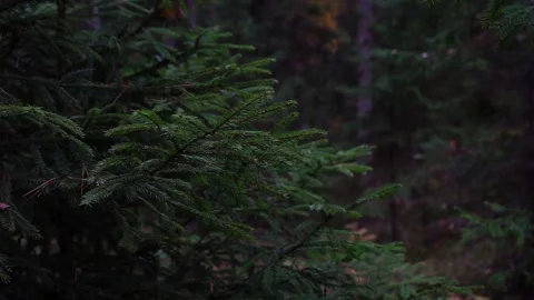 Christmas tree branch on the background of the forest Stock Footage 238013030