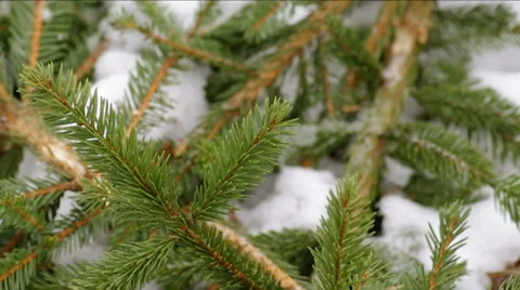 Christmas tree branch. Stock Footage 46992168