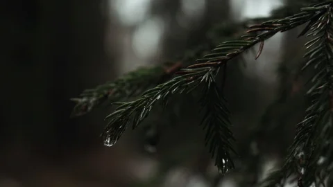 Christmas tree branch on a forest background with a drop of water Vidéo 124069842