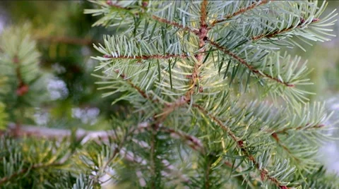 Christmas tree branch in forest. Stock Footage 46991819