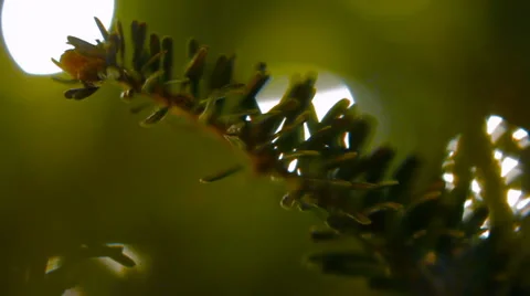 Christmas Tree Branch Macro Stock-Footage 58505365